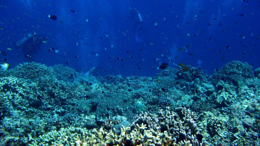 El Tratado de Alta Mar entrará oficialmente en vigor el próximo 17 de enero