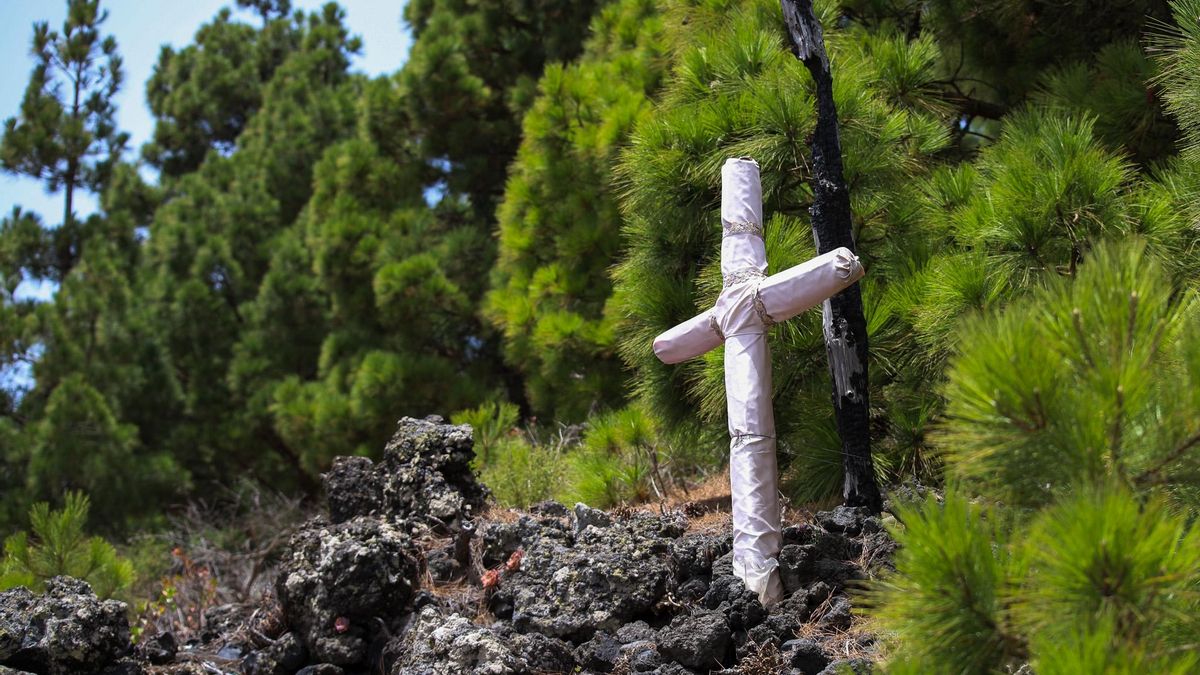 El pinar de La Palma exhibe su capacidad de rebrote diez años después del gran incendio