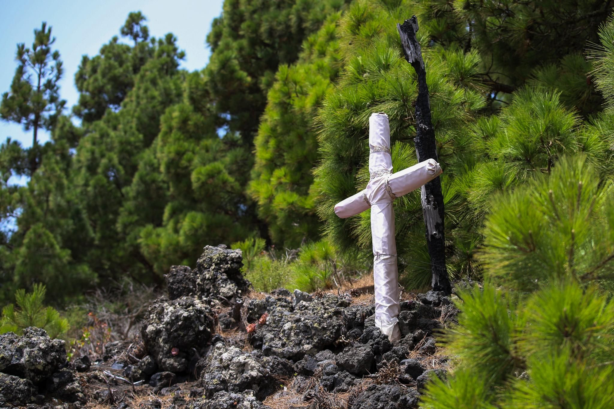 El pinar de La Palma exhibe su capacidad de rebrote diez años después del gran incendio. Luis G. Morera/Efe