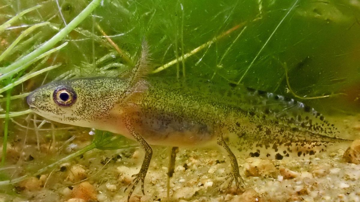 Larva de tritón jaspeado pigmeo, que vive en el agua hasta que completa la metamorfosis y puede salir a tierra.