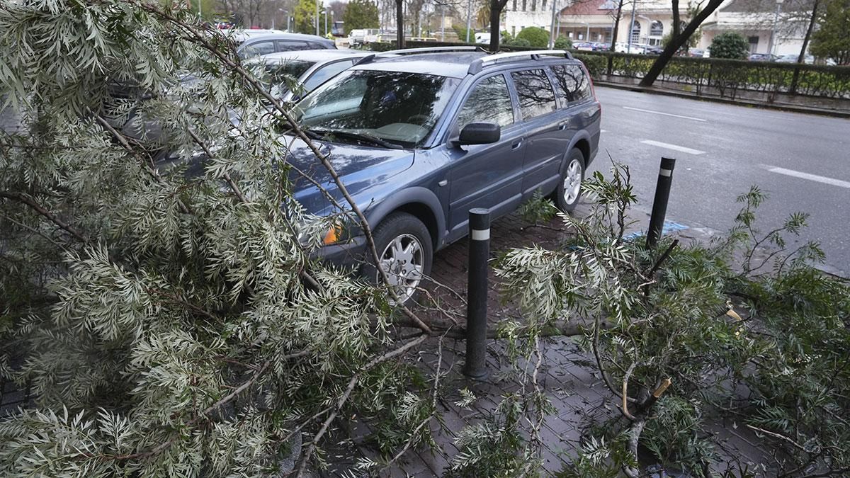 Árboles caídos en la Avenida América