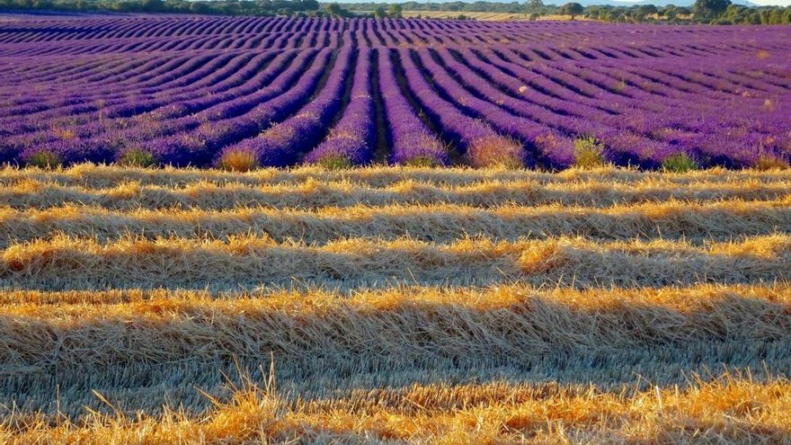 El sector de las aromáticas alerta de crisis de precios y pide apoyo: "No podemos vivir de las fotos de Instagram"