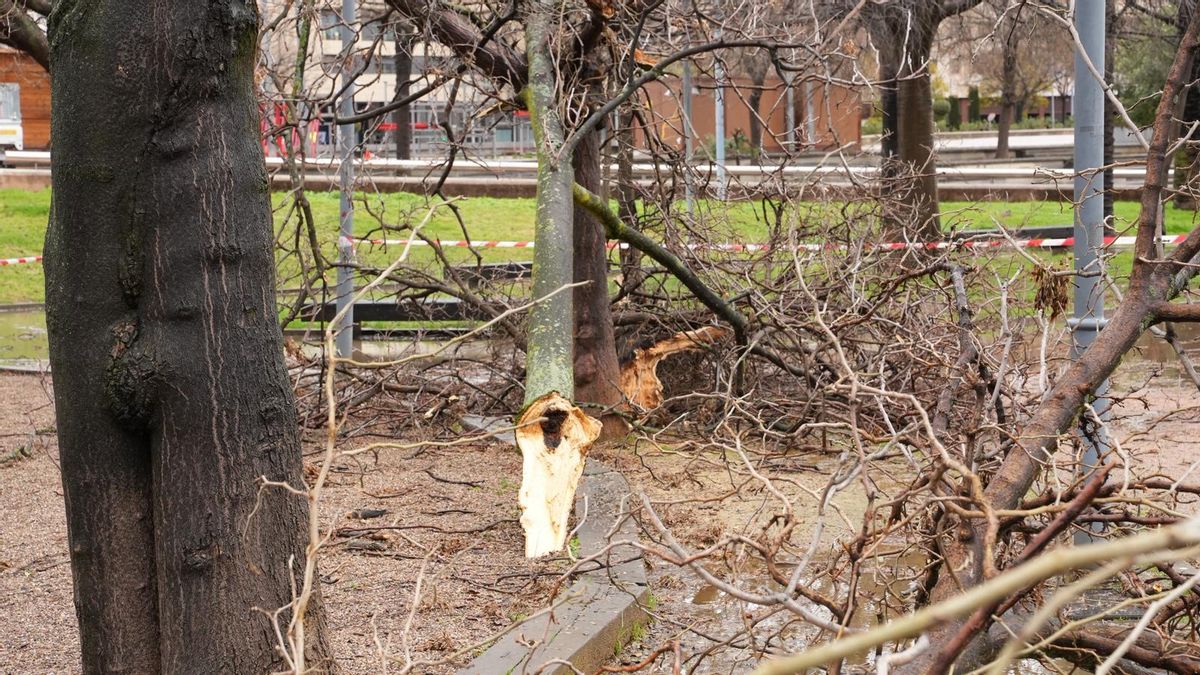 Árboles y ramas caídas tras el paso por Córdoba de la borrasca Kristin
