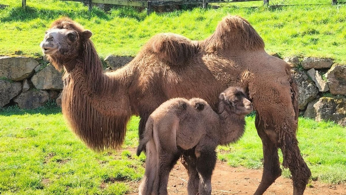El Parque de Cabárceno da la bienvenida a una cría hembra de camello bactriano