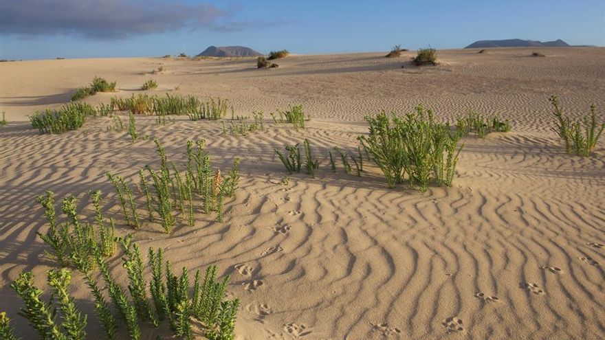 El Cabildo de Fuerteventura declara de interés insular la ciudad cinematográfica 'Dreamland' contra la que claman profesionales del sector y ecologistas