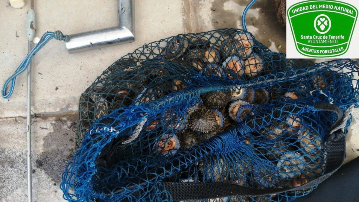 Interceptado un pescador furtivo con 30 kilos de lapa negra y lapa blanca en Tenerife