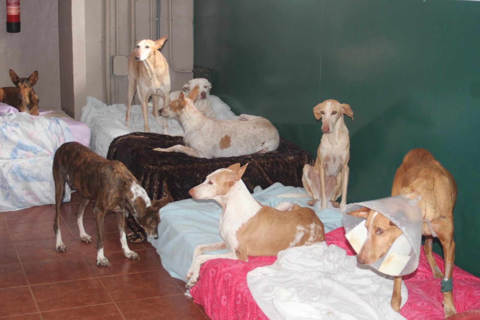Perros en la protectora de Ravelo, en Tenerife.