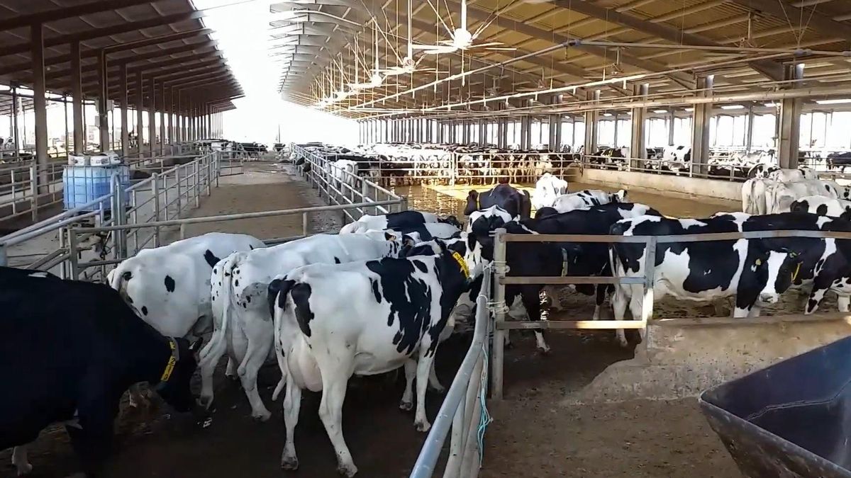 Instalaciones de la macrogranja de Bétera.