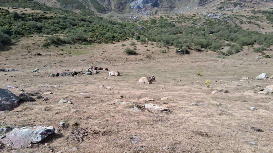Vacas tumbadas en los puertos de montaña.