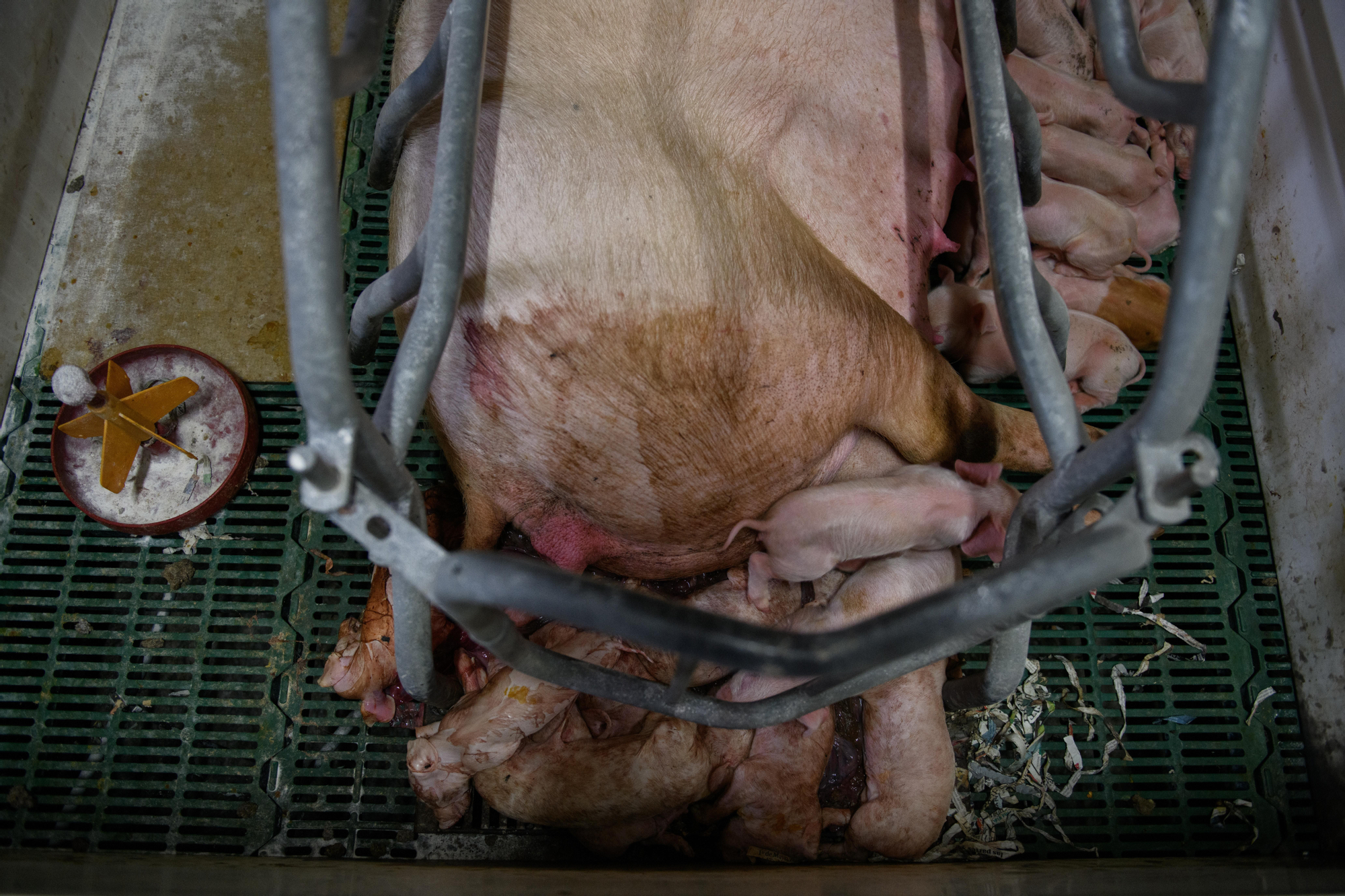 Lechones muertos junto a los que siguen mamando. Granja porcina Aragón 2025