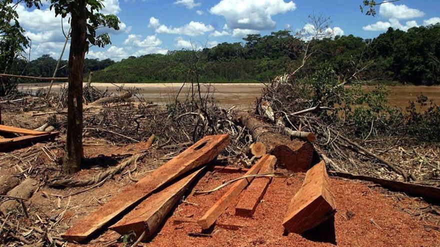 Perú perdió dos millones de hectáreas de selva virgen desde 2001