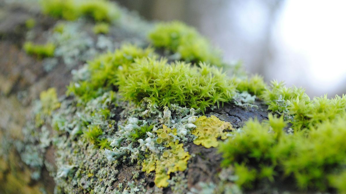Las ciudades recurren a soluciones naturales para gestionar agua y aire