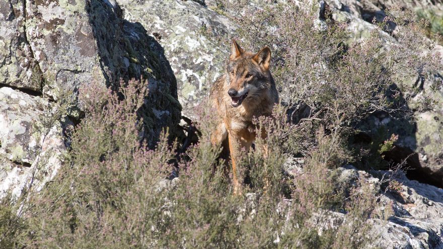 Extremadura confirma la presencia de un ejemplar de lobo en el nordeste de Cáceres
