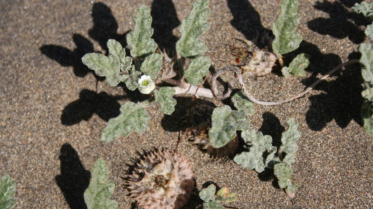 'Neurada procumbens', en las Dunas de Maspalomas