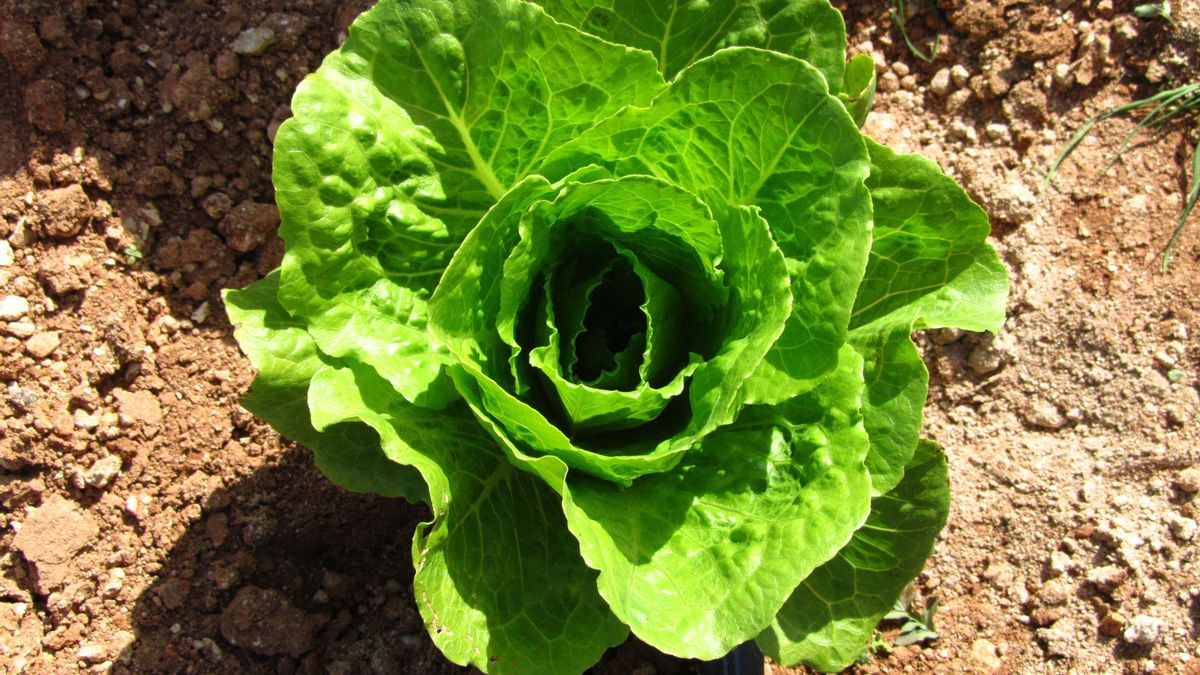 Lechuga romana