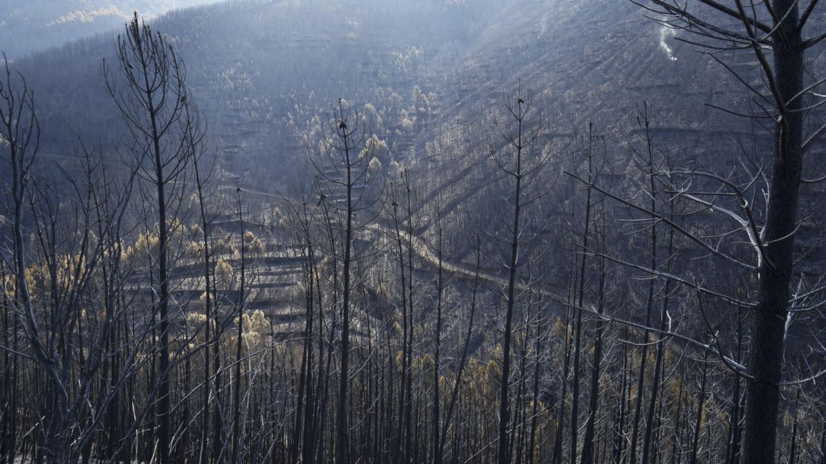 Vista de la zona afectada por el incendio de Pinofranqueado