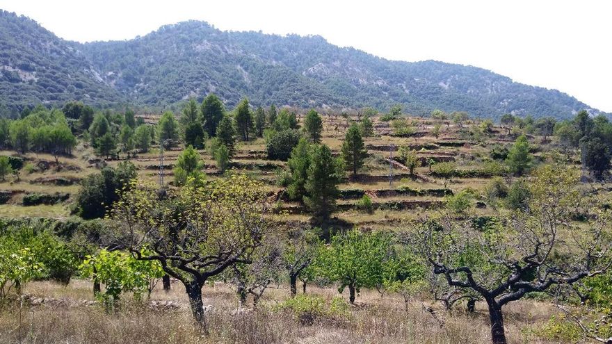 Cultius de secà abandonats envaïts per vegetació forestal i herbàcies a la Tinença de Benifassà. Este tipus de vegetació propaga fàcilment els incendis forestals.