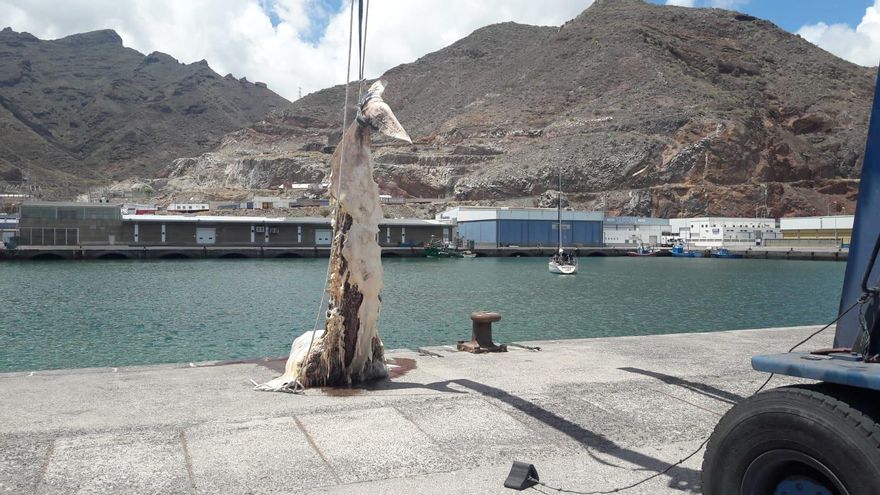 Así ha recogido Salvamento Marítimo el cadáver de la ballena hallada muerta en la escollera de Las Teresitas