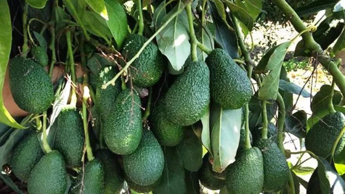 Aguacates de La Palma.