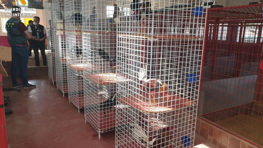 Gallos de pelea localizados en un reñidero clandestino en Albolote (Granada)