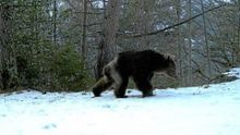Uno de los osos avistados en el Pirineo aragonés