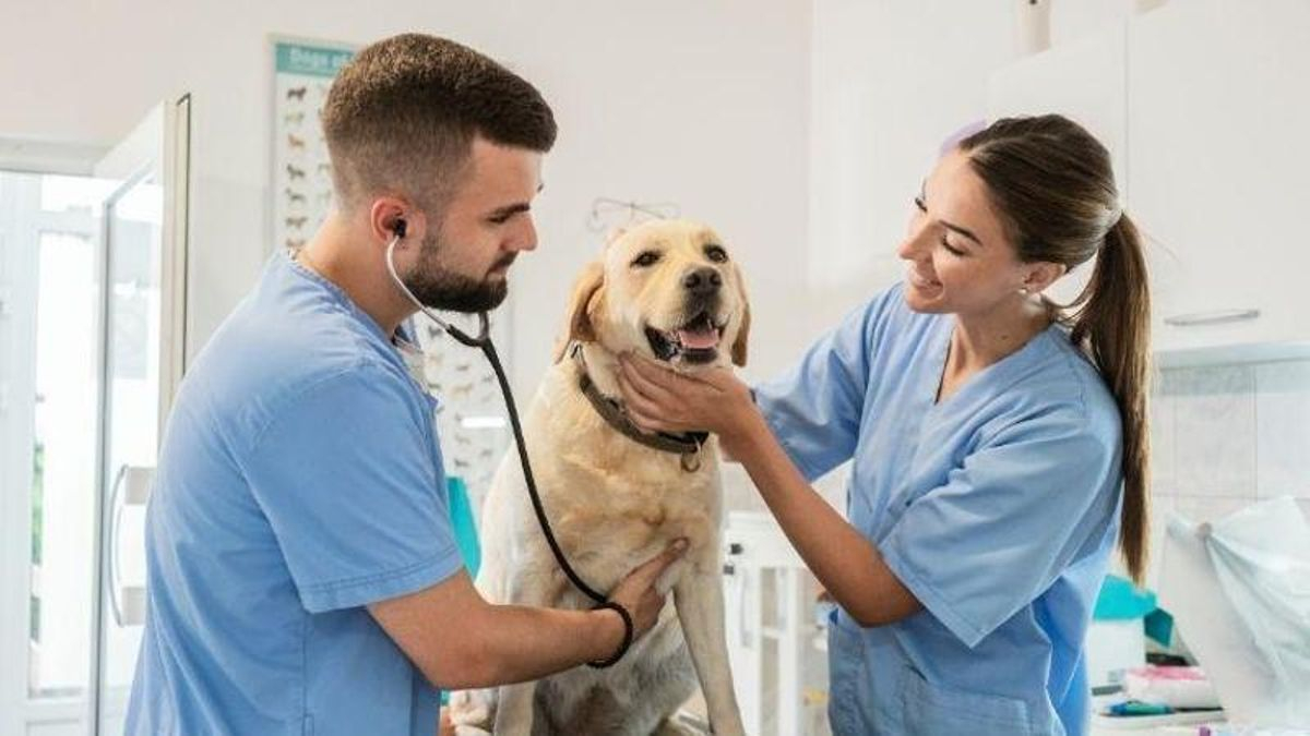 Día del Veterinario y la veterinaria en Argentina: ¿por qué se celebra el 6 de agosto?