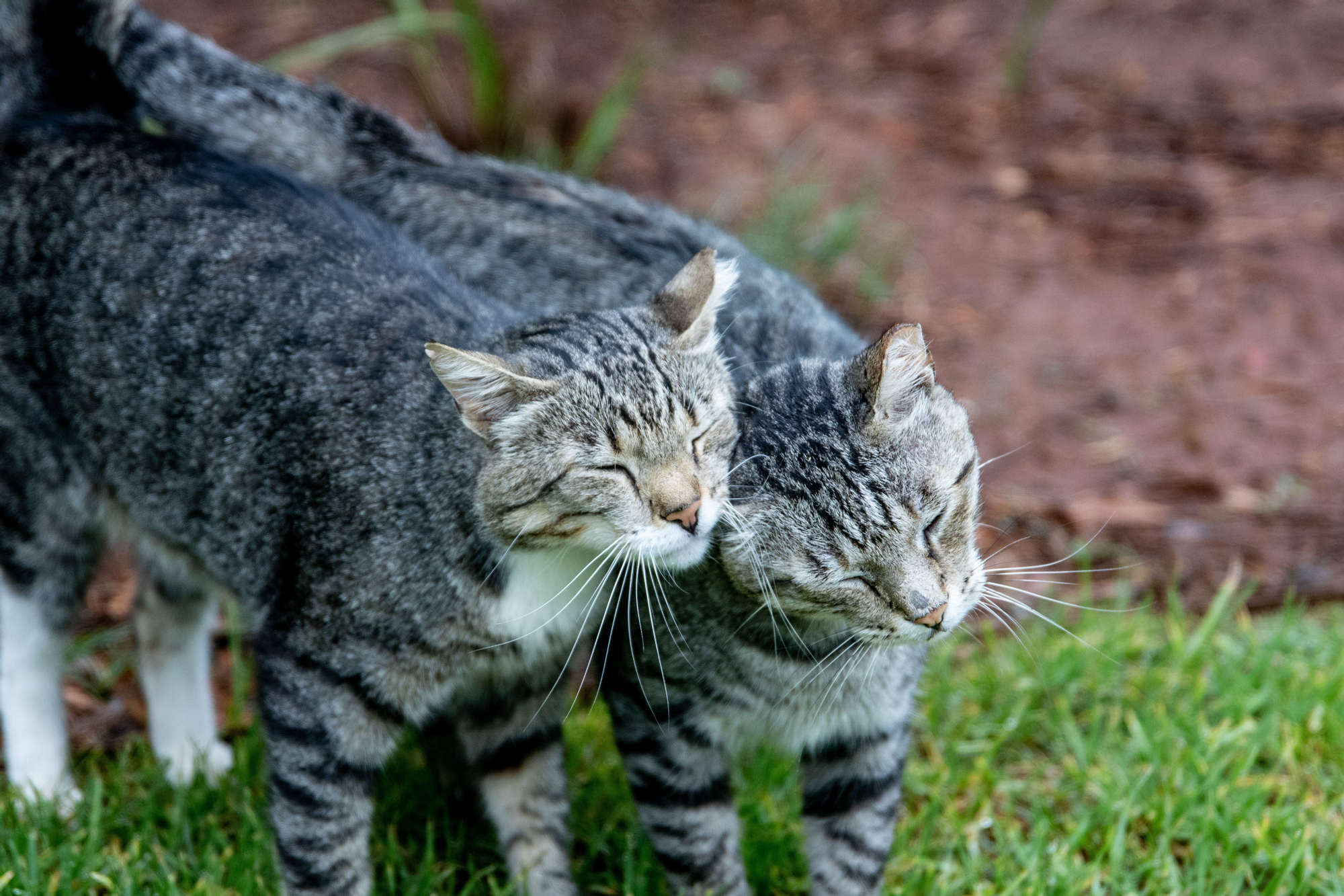 Dos gatos juntos