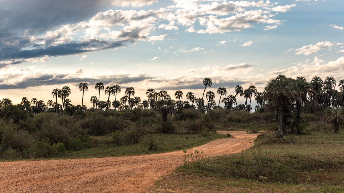 El Palmar conserva emblemáticos palmares de Butia yatay. Foto: cortesía Parques Nacionales