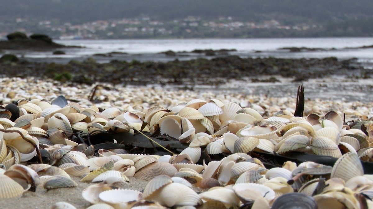 El desplome del marisco en Galicia: cae a la mitad en una década