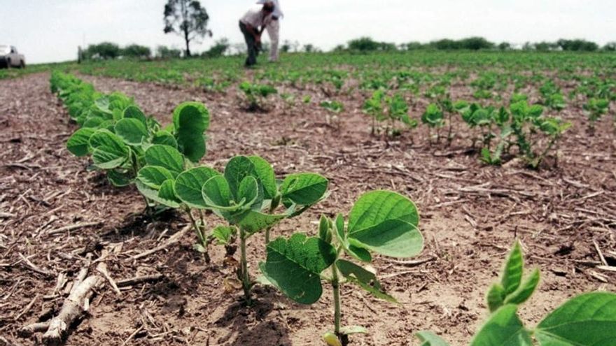 China aprobó la importación y comercialización de soja transgénica tolerante a la sequía desarrollada en Argentina