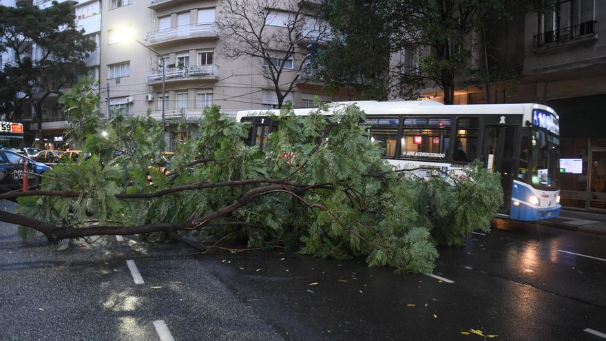 El temporal provocó caída de árboles y postes y autos dañados en distintos barrios porteños