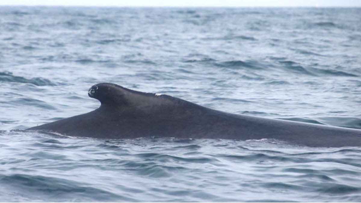 Un equipo de monitoreo satelital registró el viaje de la ballena jorobada Tuta en su ruta migratoria desde Perú a la Antártida. Foto: WWF Perú