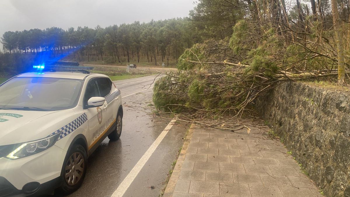 La Policía Local de Benamejí traslada a la Fiscalía la caída masiva de pinos en la N-331.