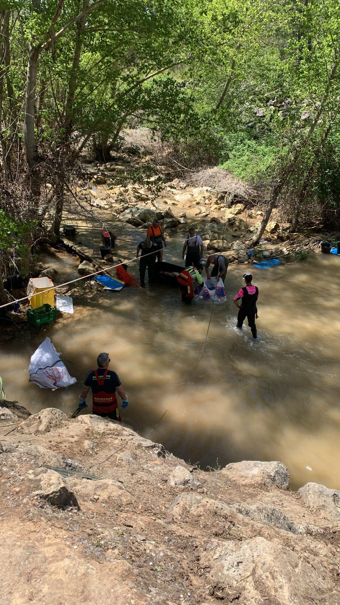 Imagen de las acciones piscícolas en el canal entre las presas de Entrepeñas y Buendía, en la cabecera del Tajo, donde centenares de peces han quedado atrapados tras cerrarse las compuertas