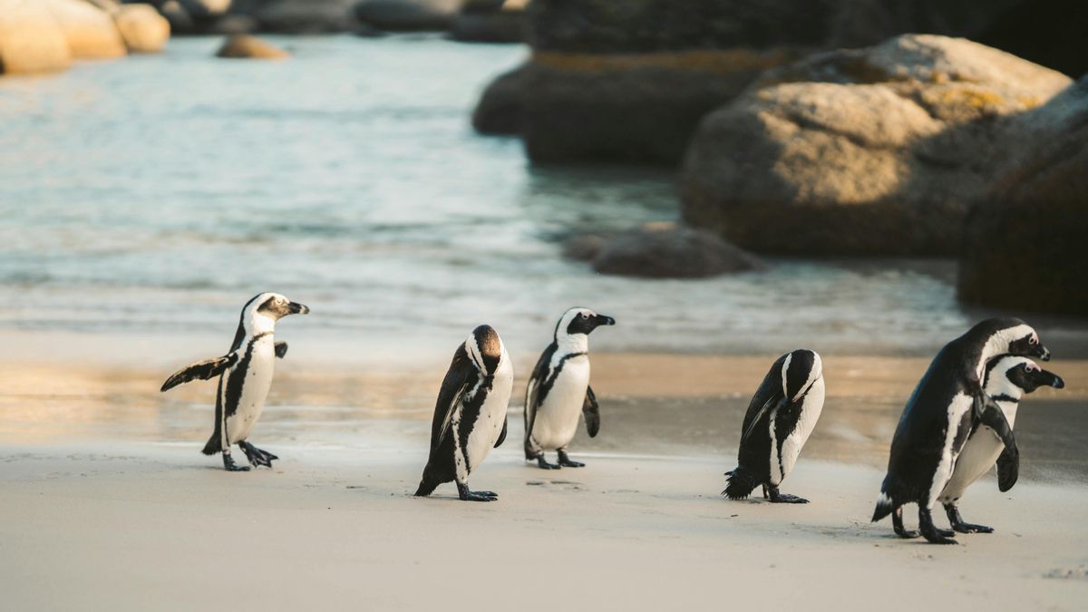 El desplome de ejemplares de pingüinos ha llevado a la Unión Internacional para la Conservación de la Naturaleza (UICN) a catalogar a la especie como en peligro de extinción.
