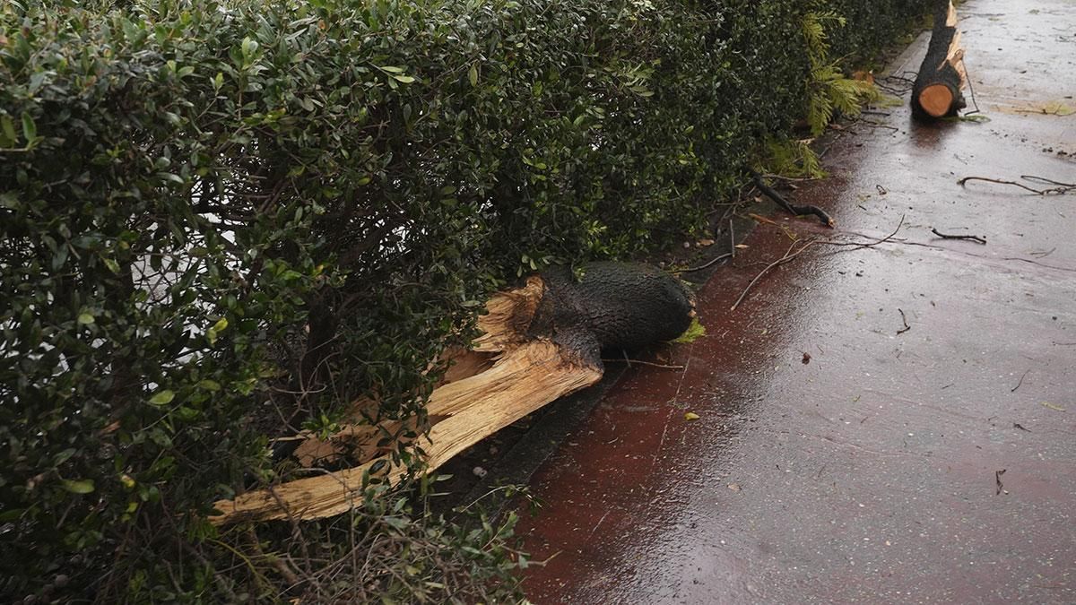 Los bomberos retiran un árbol caído en la Avenida América