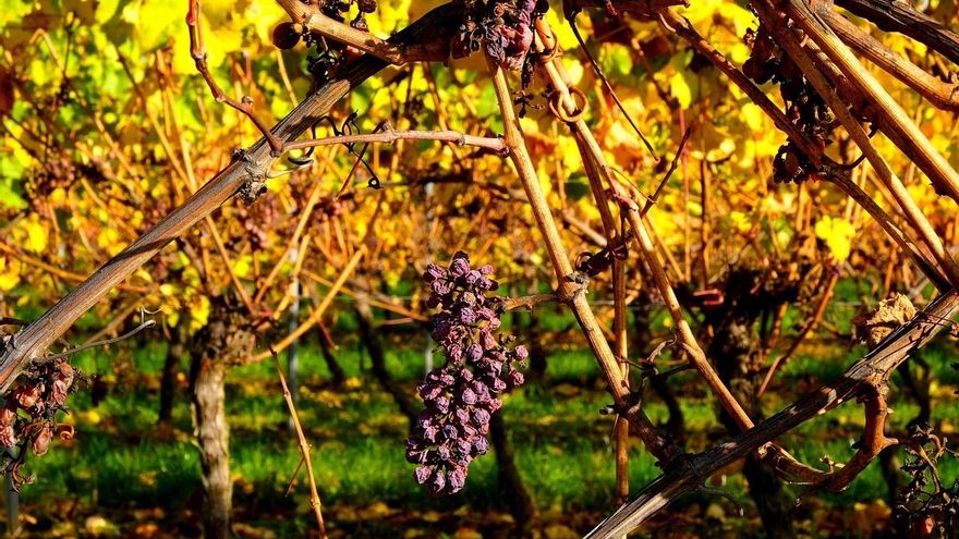 Freixenet abre el melón de los ERTE climáticos: "No parece que vaya a ser la única empresa"