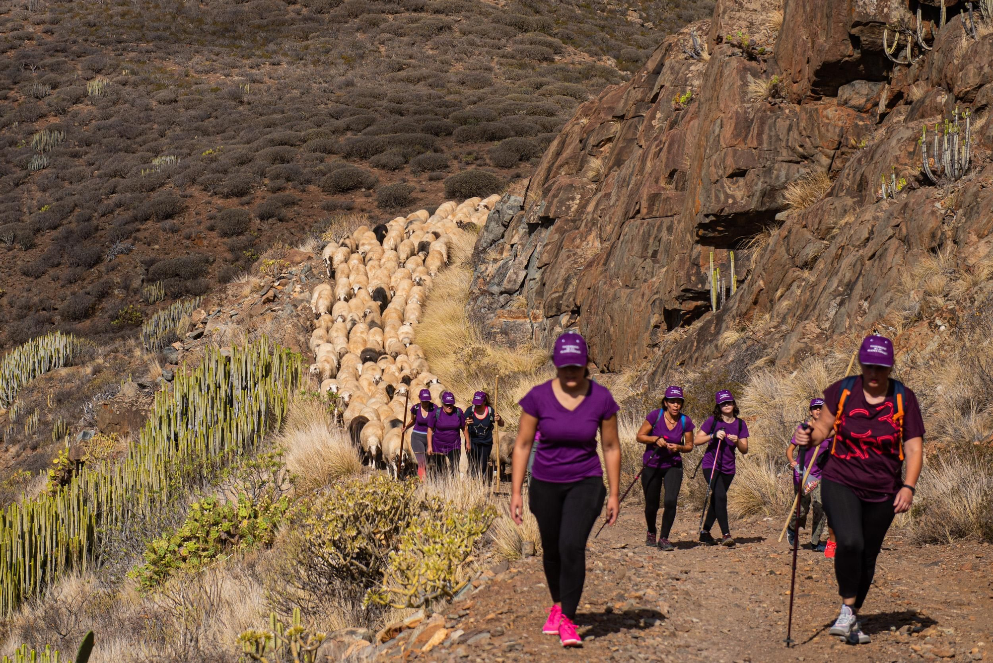 Primera trashumancia femenina en Canarias.