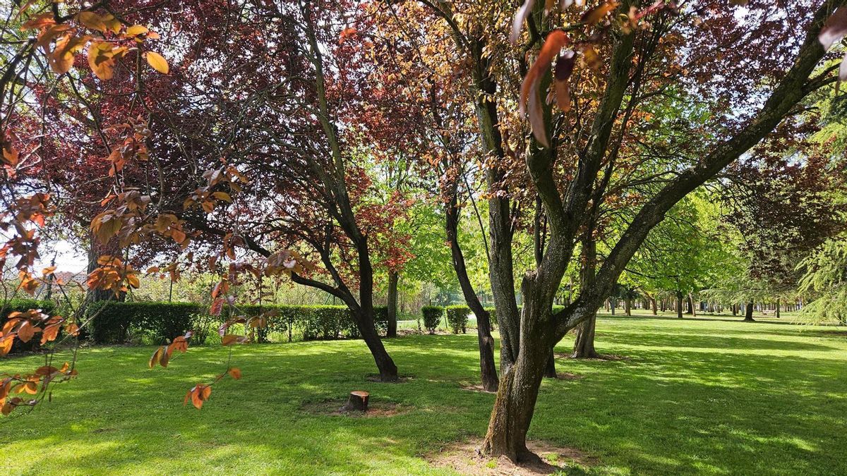 UPL denuncia nuevas talas de árboles en León y exige explicaciones al Ayuntamiento: ahora en La Granja