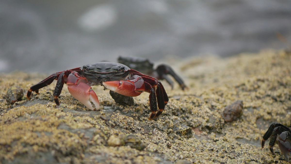 Los cambios del mar favorecieron la expansión de nuevos crustáceos