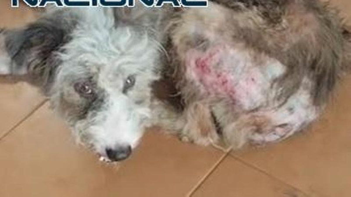 Detenida tras rescatar a 61 perros y gatos recluidos a oscuras en muebles de cocina en una casa