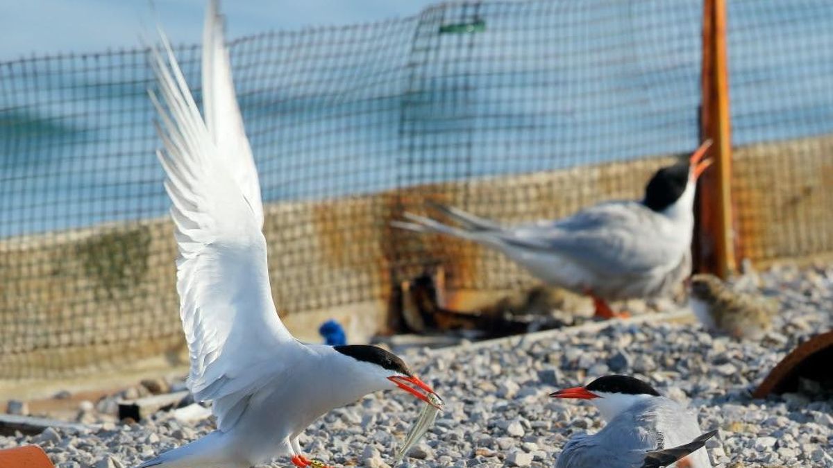 Los casos de gripe aviar en Cantabria se elevan a cuatro tras detectarse uno en un charrán en Villaescusa