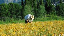Agricultor
