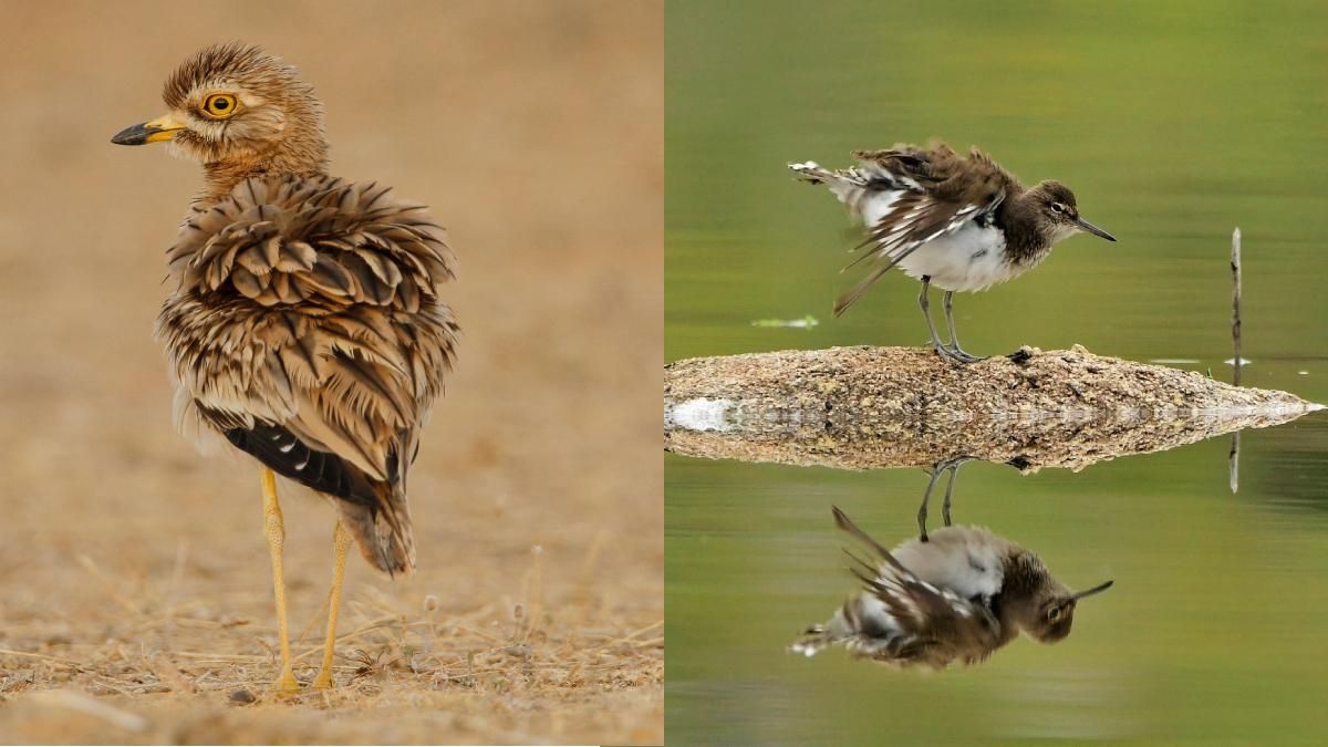 Menciones especiales del concurso