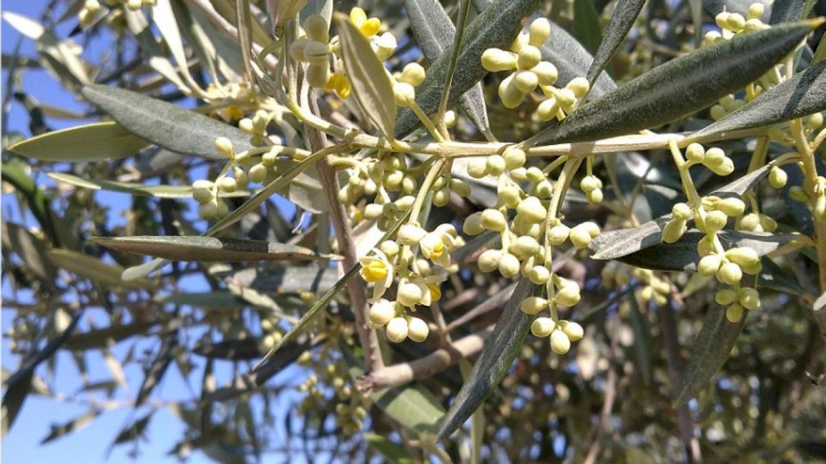 Es la variedad de aceite de oliva más representativa del Bajo Aragón y de las más antiguas de la península