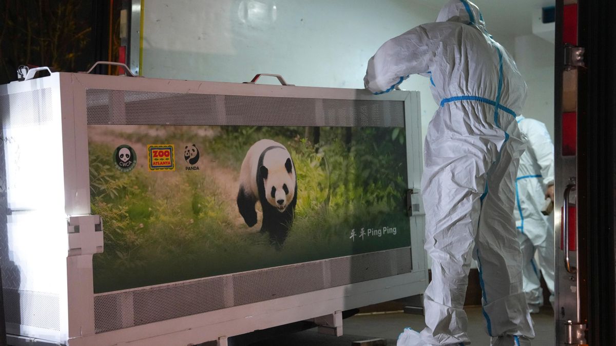 Así llegaron los osos panda a Atlanta