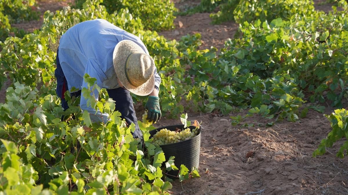 La recogida de la uva airén marca la fase final de una vendimia"inusualmente rápida" en la DO La Mancha