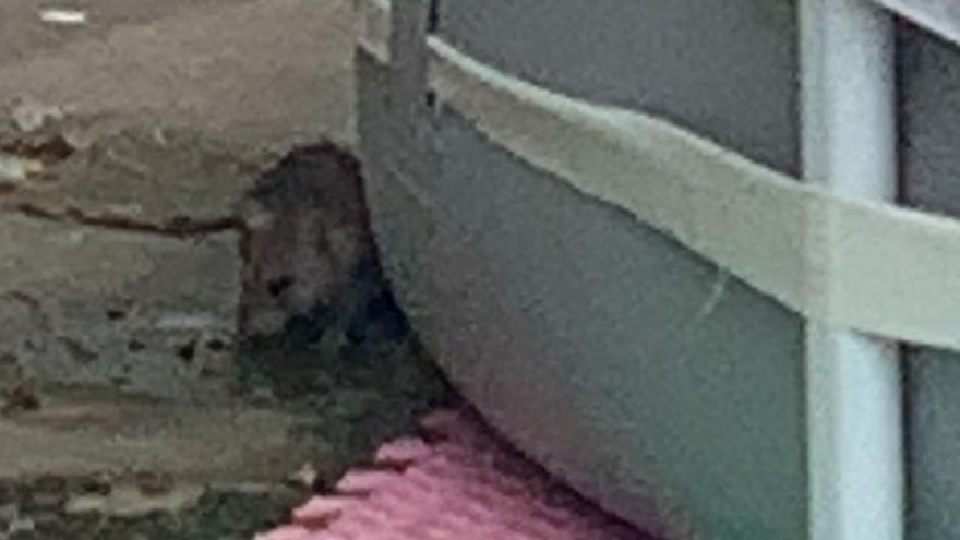 Presencia de ratas en el CEIP Josefa Amar y Borbón.