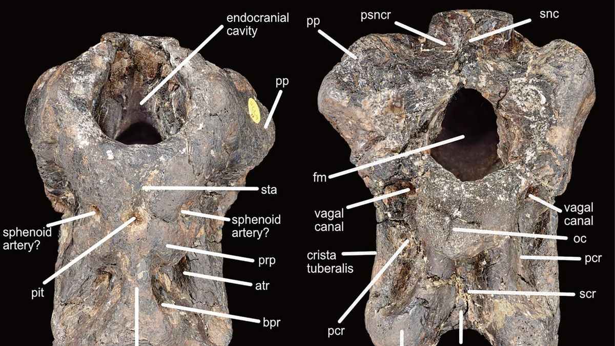 Fotografías del holotipo de caja craneana (NHMUK PV R6775) de I. amberina gen. et sp. nov. en A: anterior, B: posterior; C: lateral derecho; D: lateral izquierdo; E: ventral; F: vistas dorsales. Abreviaturas: atr, receso timpánico anterior; boc, cresta basioccipital; bpr, receso basipterigoideo; bsr, receso basofenoideo; bt, tubera basal; btw, red basituberal; CN, nervios craneales V, VII; cp, proceso cultiforme; cvl, cresta ventrolateral de basifenoides; fm, foramen magnum; oc, cóndilo occipital; óvulos, fenestra oval; pcr, receso paracondilar; fosa, depresión de la glándula pituitaria dentro de la fosa pituitaria; pp, proceso paraoccipital; prp, colgante preótico; psncr, receso de la cresta nucal parasagital; scr, receso subcondilar; snc, cresta nucal parasagital; sok, protuberancia supraoccipital; sta, silla turca. La barra de escala equivale a 50 mm.