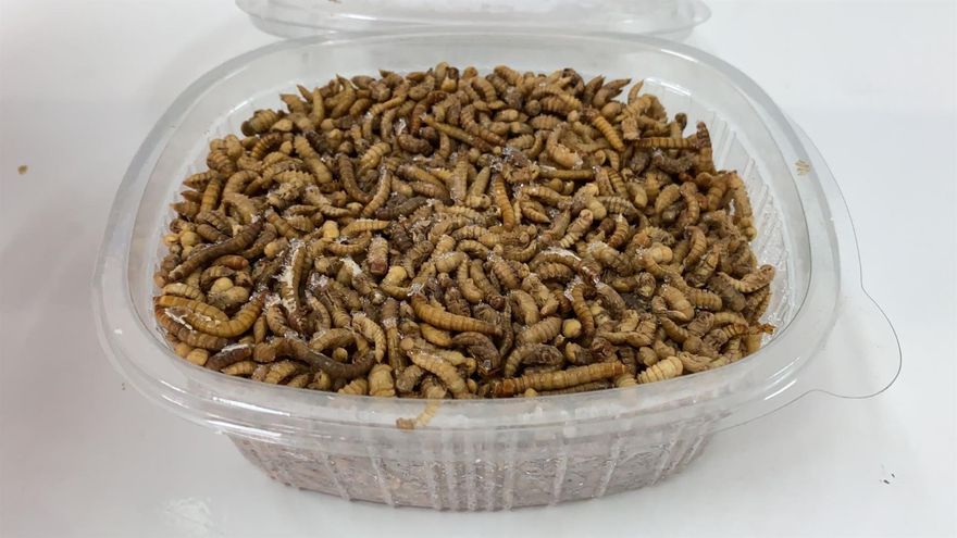 Estas son las virtudes nutricionales de los insectos autorizados en la UE